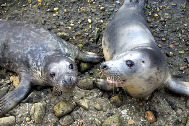 SeaLife Centre takes in eight seals, battered and exhausted by recent high seas. Pictured here are grey seal Liquorice, who has a scar on the left side of his head, now enjoying the Centre's seal pool, with Chocolate (R).