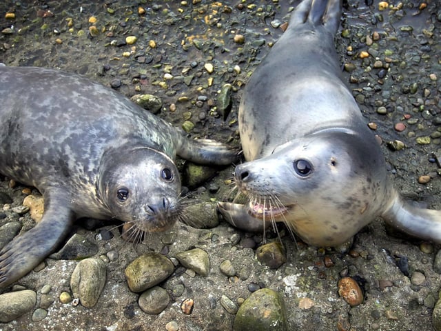 SeaLife Centre takes in eight seals, battered and exhausted by recent high seas. Pictured here are grey seal Liquorice, who has a scar on the left side of his head, now enjoying the Centre's seal pool, with Chocolate (R).