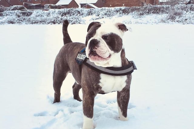 Winston didn't seem to feel the cold as he posed for this photo.