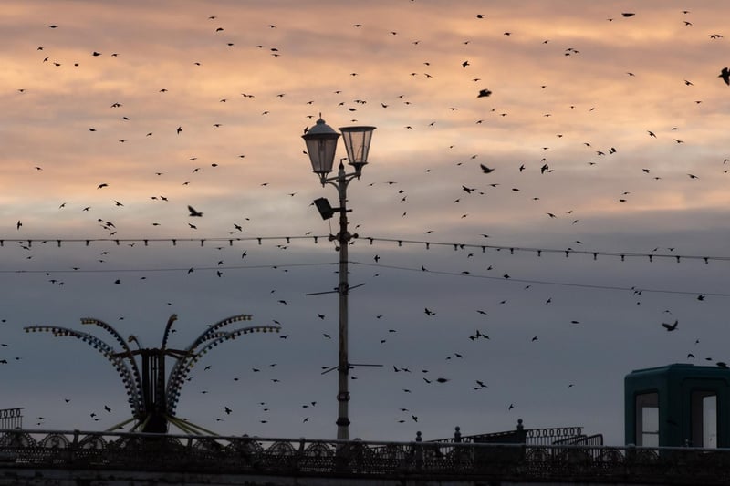 Starling murmurations around North Pier