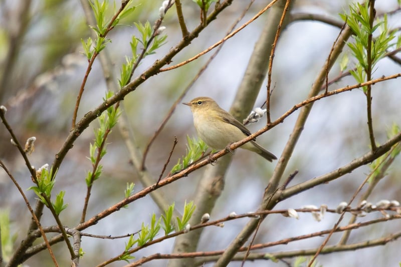 Claire Louise Brooks shared this stunning snap of a Chiffchaff she spotted close to the banks of the River Calder in Ossett.