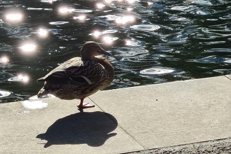 Jade Bradbrook said: "Thornes Park, a duck enjoying the spring sunshine."