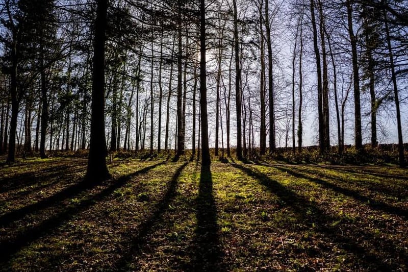 David Whittaker seized the opportunity to play with shadows and perspective during a walk at Newmillerdam.