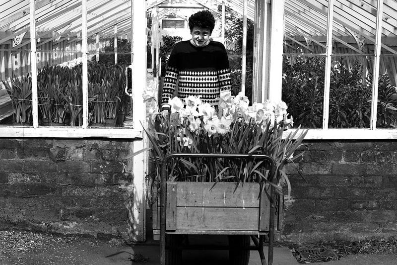 Wigan's busy parks and gardens department prepare for Easter visitors at Haigh Hall in 1969