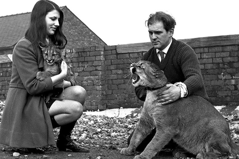 Wigan pet shop owner Tom Whalley with a puma and its cub in 1969