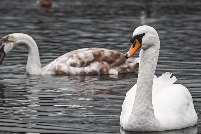 Sophie Grout took this beautiful photo of two swans exploring the lake at Anglers Country Park.