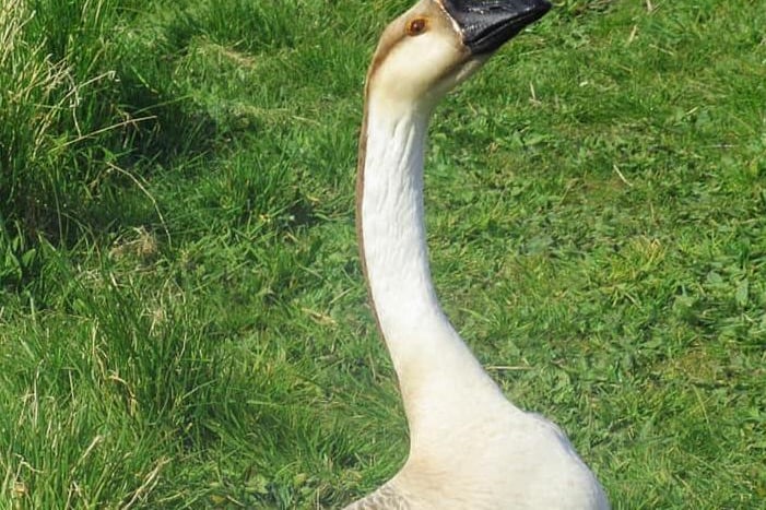 Sarah Moo Horncastle spotted a goose strutting its stuff, but had a warning for anyone who might be tempted to approach. She wrote: "A swan goose also known as the Chinese goose at the nature reserve behind the Swan and cygnet, this goose has attitude!"