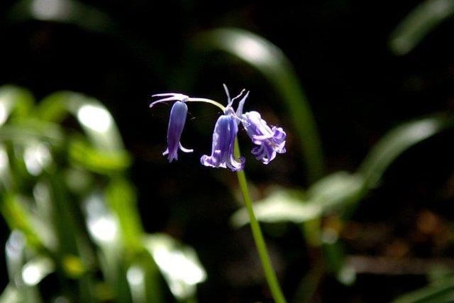 Known for its bluebells, this Woodland Trust managed area is a real treat in Fulwood.