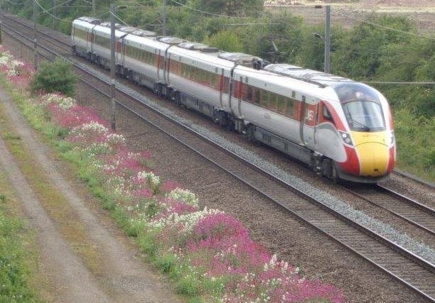 Carol Macfarlane - flowers alonmg the railway line