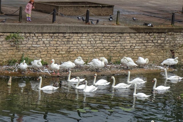 Toby Wood - swans waiting to be fed