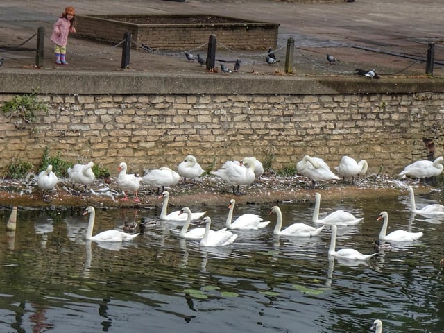 Toby Wood - swans waiting to be fed