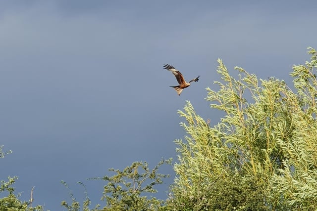 Analisa Martinez Lindeman, aged 9, spotted this bird of prey above her home in Newborough