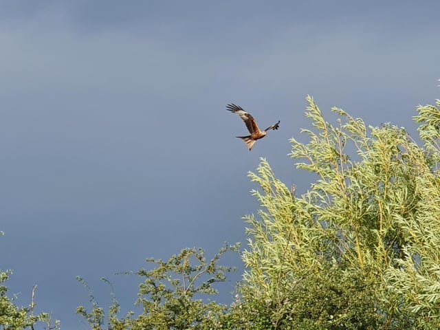 Analisa Martinez Lindeman, aged 9, spotted this bird of prey above her home in Newborough