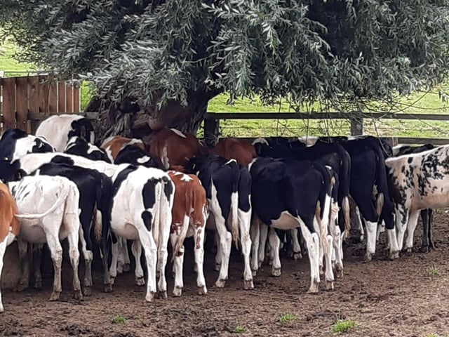 Esme Johnson - calves hiding under a bridge near Ailsworth