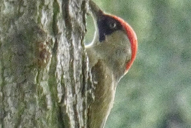 Toby Wood - a green woodpecker at Eastfield Cemetery