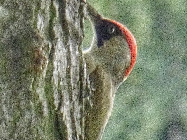Toby Wood - a green woodpecker at Eastfield Cemetery