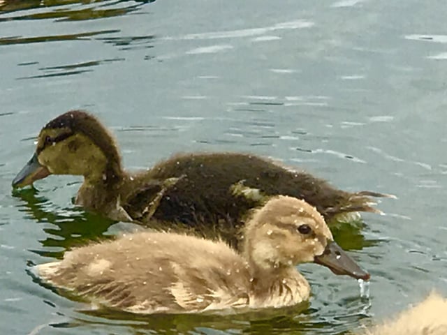 Caroline Chan - a thirsty duck at the Rowing Lake