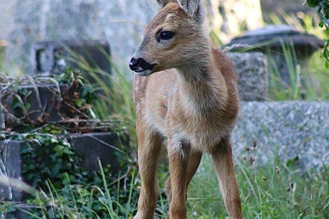 Deer and other wildlife photographed in Durrington Cemetery in Findon Road, Worthing. Picture: Nigel Milner