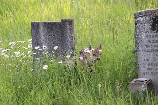 Deer and other wildlife photographed in Durrington Cemetery in Findon Road, Worthing. Picture: Nigel Milner