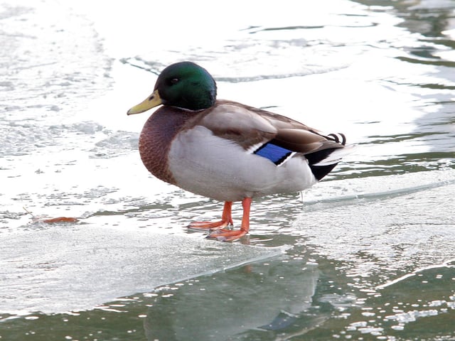 A duck on the partially-frozen River Nene