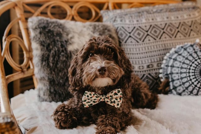 Based in East Sussex, Bow Ties by Bailey makes handmade dog bow ties and bandanas. Christmas bow ties still available to order. You can find them on Facebook and Instagram @BowTiesbyBailey Bow ties £3 each and bandanas £4.50.