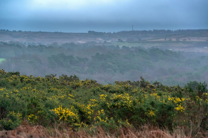 Ashdown Forest inspired A A Milne’s Winnie the Pooh’s 100 Acre Wood. PIcture: Peter Cripps