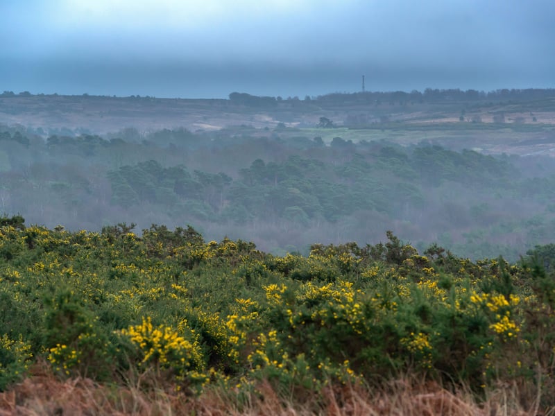 Ashdown Forest inspired A A Milne’s Winnie the Pooh’s 100 Acre Wood. PIcture: Peter Cripps