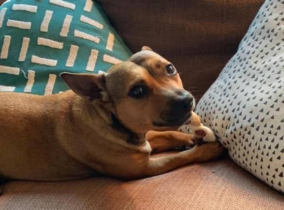 Little Lady is one of the dogs from RSPCA's Chichester base, SUS-210331-131012001