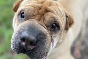 Rooney is a nine-year-old male Shar Pei at RSPCA's Brighton branch. RSPCA say Rooney is a sweet, friendly dog who can be very affectionate although he is wary of some people to begin with. SUS-210331-131551001