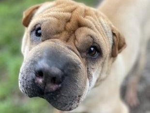 Rooney is a nine-year-old male Shar Pei at RSPCA's Brighton branch. RSPCA say Rooney is a sweet, friendly dog who can be very affectionate although he is wary of some people to begin with. SUS-210331-131551001