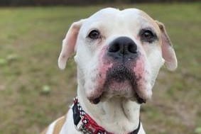 Jessie is a seven-year-old female boxer cross from RSPCA's Brighton branch. The RSPCA say Jessie is sweet and friendlt but can be shy with new people. SUS-210331-132346001