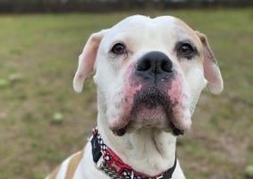 Jessie is a seven-year-old female boxer cross from RSPCA's Brighton branch. The RSPCA say Jessie is sweet and friendlt but can be shy with new people. SUS-210331-132346001
