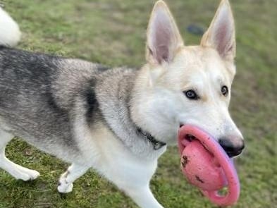 Copper is a 16-month-old male German Sheppard-Huskey mix at the RSPCA's Brighton base. The RSPCA say Copper is a bouncy and high-energy dog who is still learning. SUS-210331-133501001