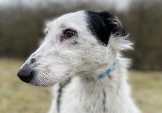 Rascal is a two-year-old male Lurcher at the RSPCA's base in Brighton. The RSPCA say Rascal is a friendly, lively dog who is very affectionate and loves cuddles. SUS-210331-134003001