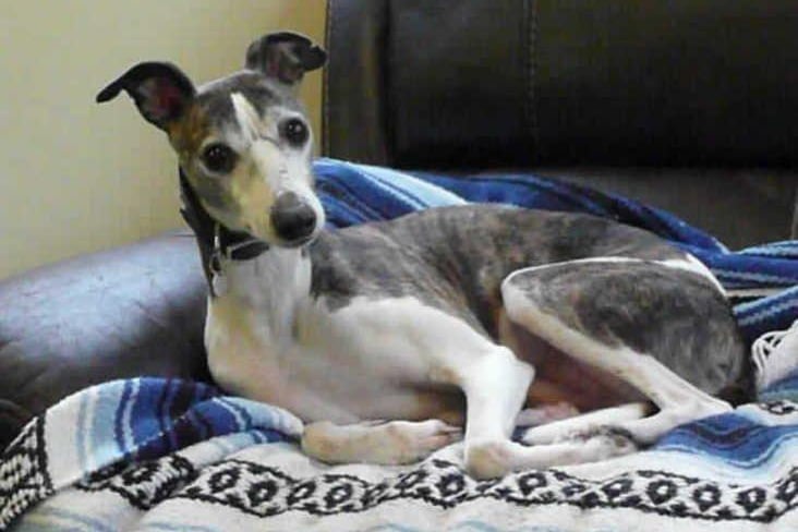 Flash is a three-year-old male whippet at the RSPCA's base in Leybourne. The RSPCA say Flash loves curling up and relaxng in a warm bed. SUS-210331-134533001