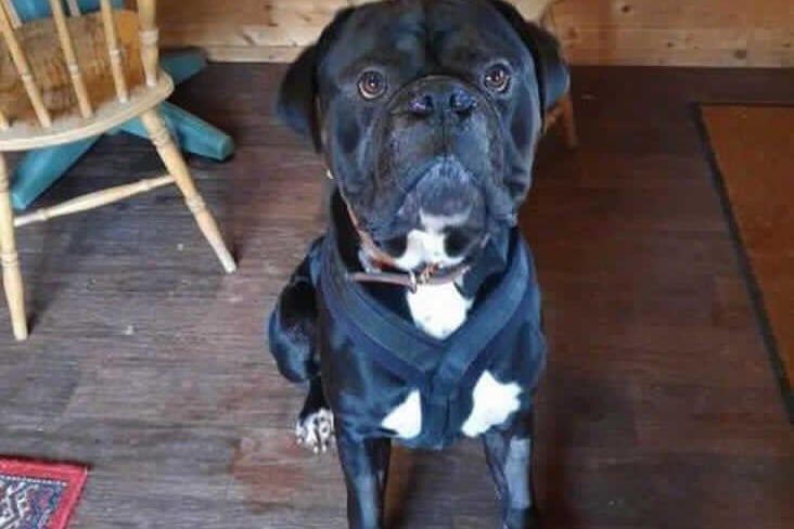 Bruce is a three-year-old male Mastiff from the RSPCA's Woking base. The RSPCA say Bruce loves a fuss but would require an owner who has experience with big dogs. SUS-210331-135323001