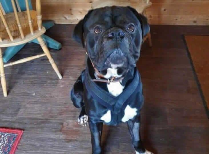 Bruce is a three-year-old male Mastiff from the RSPCA's Woking base. The RSPCA say Bruce loves a fuss but would require an owner who has experience with big dogs. SUS-210331-135323001