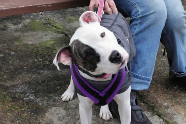 Coco is a five-year-old female Staffordshire Bull Terrier cross who is at the RSPCA's base in Woking. The RSPCA say Coco loves her walks but can be very shy. SUS-210331-140241001