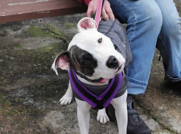 Coco is a five-year-old female Staffordshire Bull Terrier cross who is at the RSPCA's base in Woking. The RSPCA say Coco loves her walks but can be very shy. SUS-210331-140241001