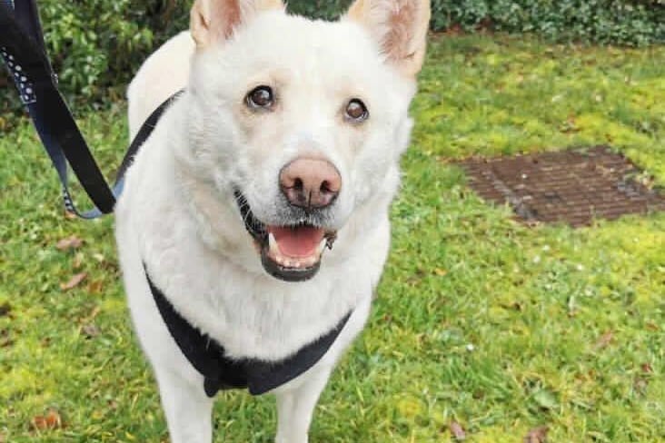Snowy is a nine-year-old female German Shepherd cross at the RSPCA's base in Woking. The RSPCA say Snowy is very affectionate but would require an owner who is often at home. SUS-210331-140741001