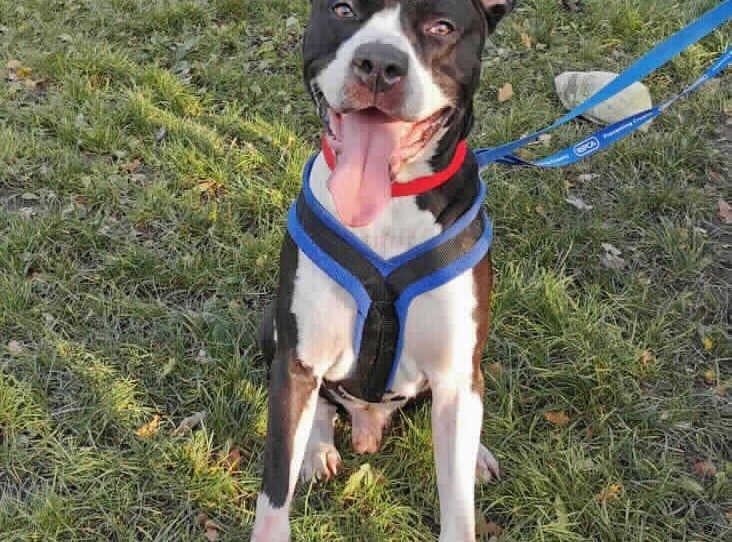 Benson is an eight-year-old male who is an unknown cross. Benson is at the RSPCA's base in Woking and has been described as a friendly, clever dog who loves a fuss. SUS-210331-141316001