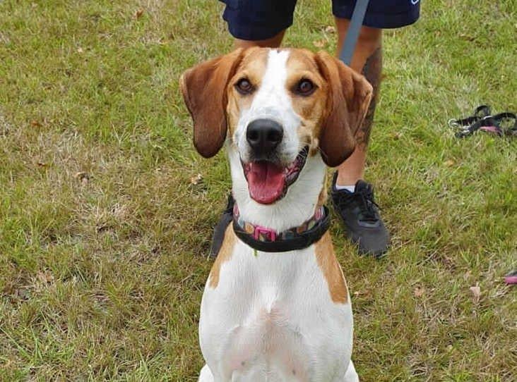 Bella is a one-year-old Beagle cross at the RSPCA's base in Woking. The RSPCA say Bella enjoys being with people she knows but can struggle to settle. SUS-210331-142027001