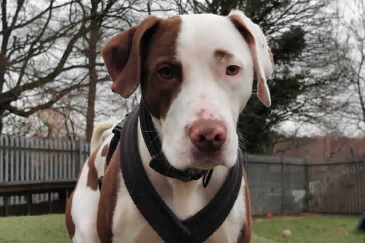 Ben is a one-year-old male Pointer cross at the RSPCA's Woking base. The RSPCA say Ben is an active and clever dog who would need an experienced owner. SUS-210331-163202001