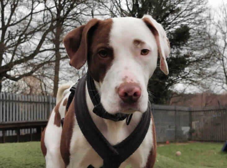 Ben is a one-year-old male Pointer cross at the RSPCA's Woking base. The RSPCA say Ben is an active and clever dog who would need an experienced owner. SUS-210331-163202001