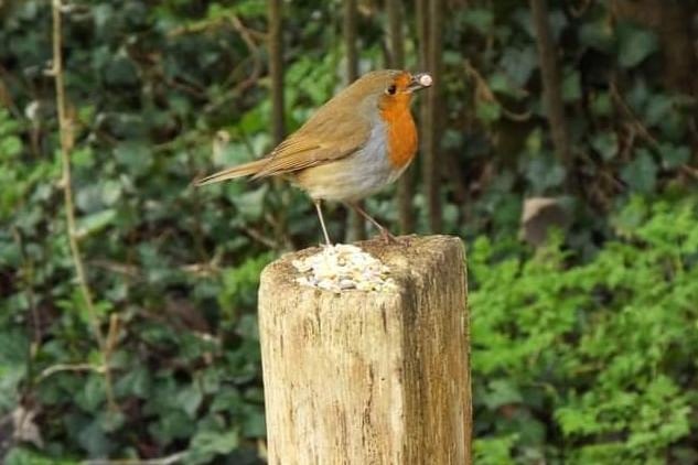 Hungry robin at Decoy Pond, taken by Fred Stoner. SUS-210704-142247001