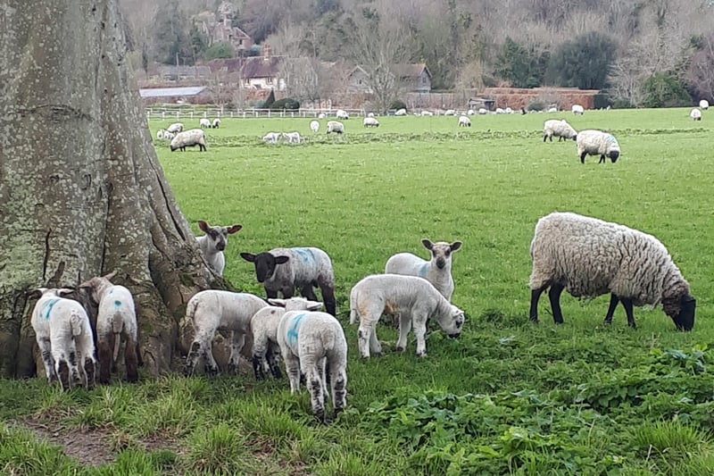 Alison Cushing took this photograph of spring lambs near Eastbourne on Easter Sunday. SUS-210704-143926001