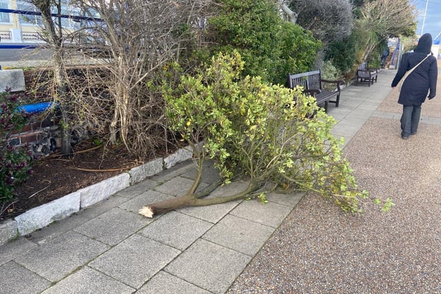 A tree snapped off by Storm Eunice on Eastbourne seafront SUS-220218-152814001