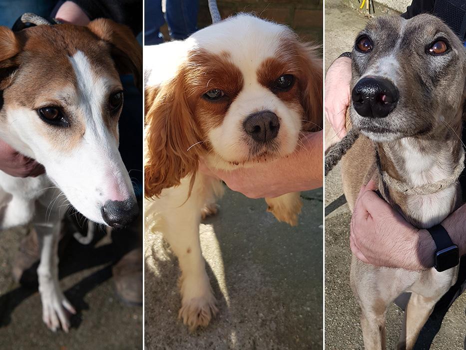Lucy, Bumble and Joey