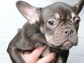 Police have issued images of dogs in the hope of tracing their owner