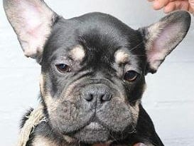 Police have issued images of dogs in the hope of tracing their owner
